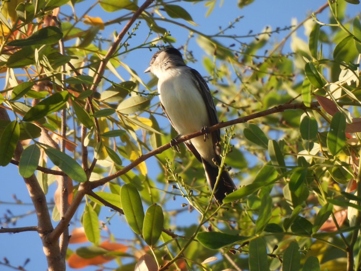 White-naped Xenopsaris - Iza Alencar