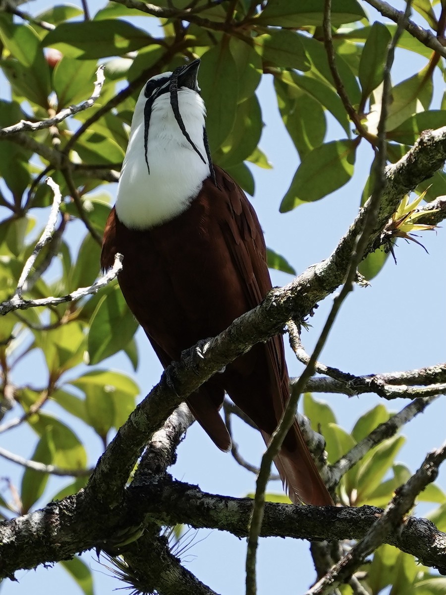 Three-wattled Bellbird - Carlos Ulate