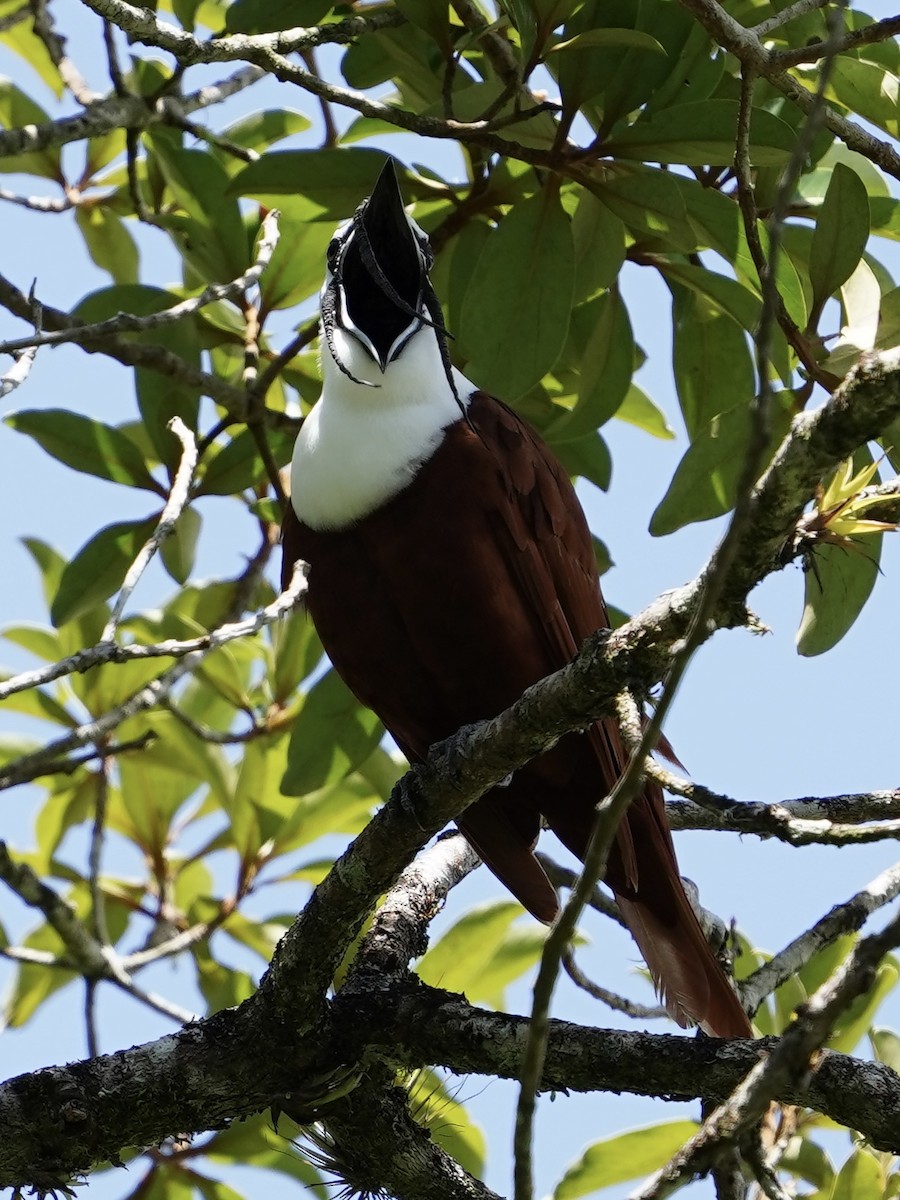 Three-wattled Bellbird - ML620869649