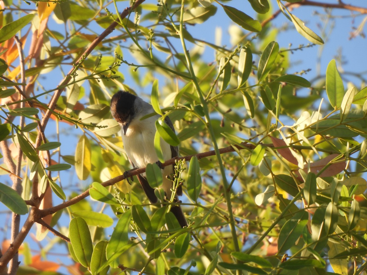 White-naped Xenopsaris - ML620869650