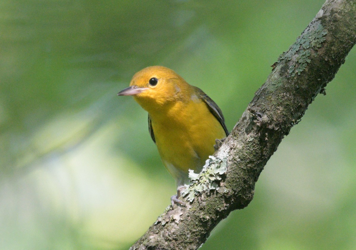 Prothonotary Warbler - ML620869655