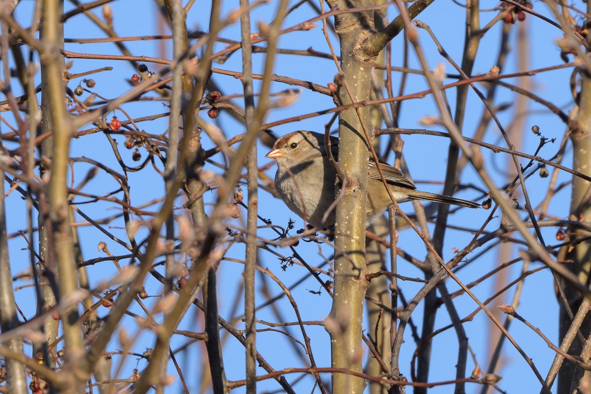 White-crowned Sparrow - ML620869658