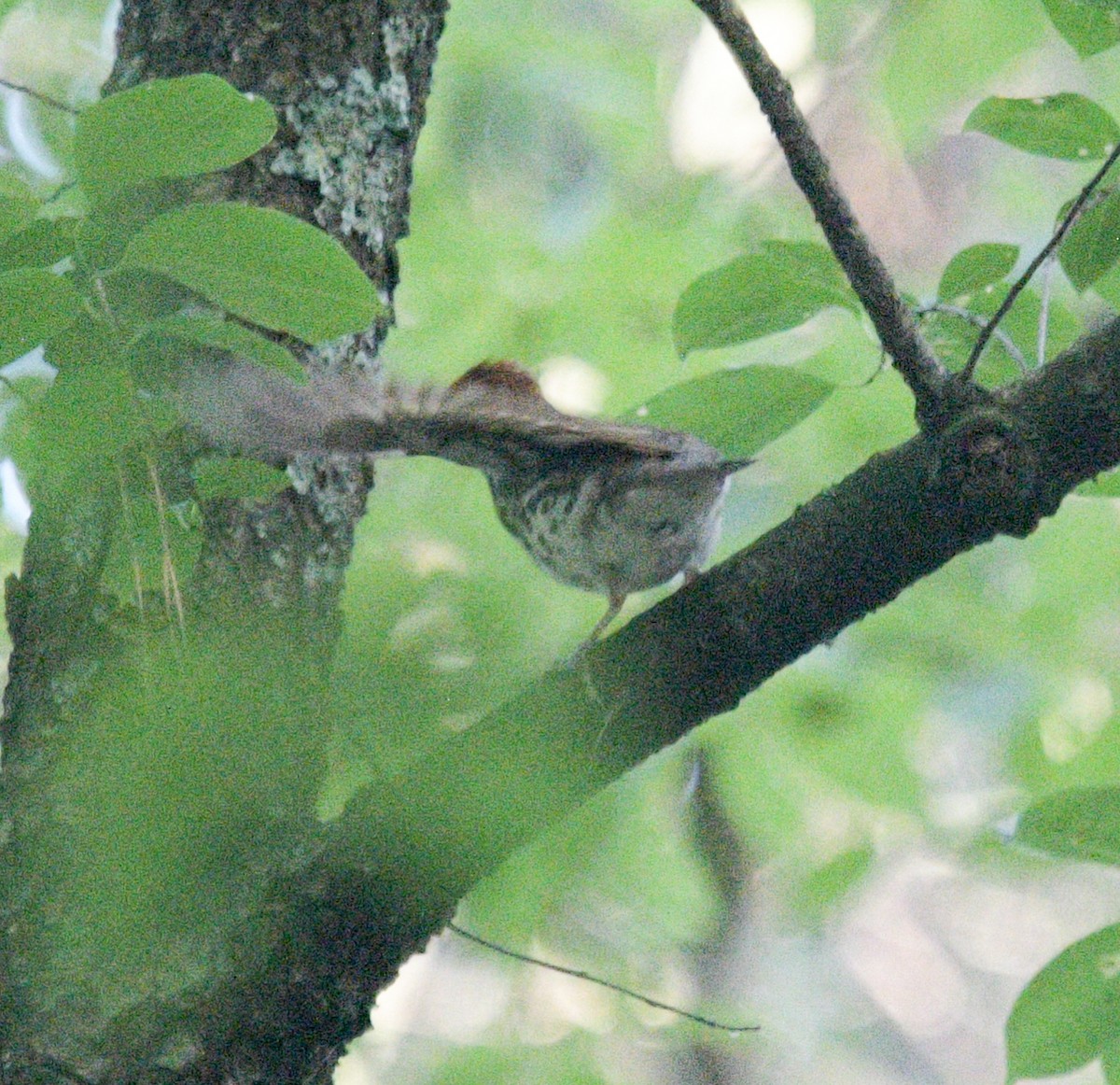 Wood Thrush - ML620869659