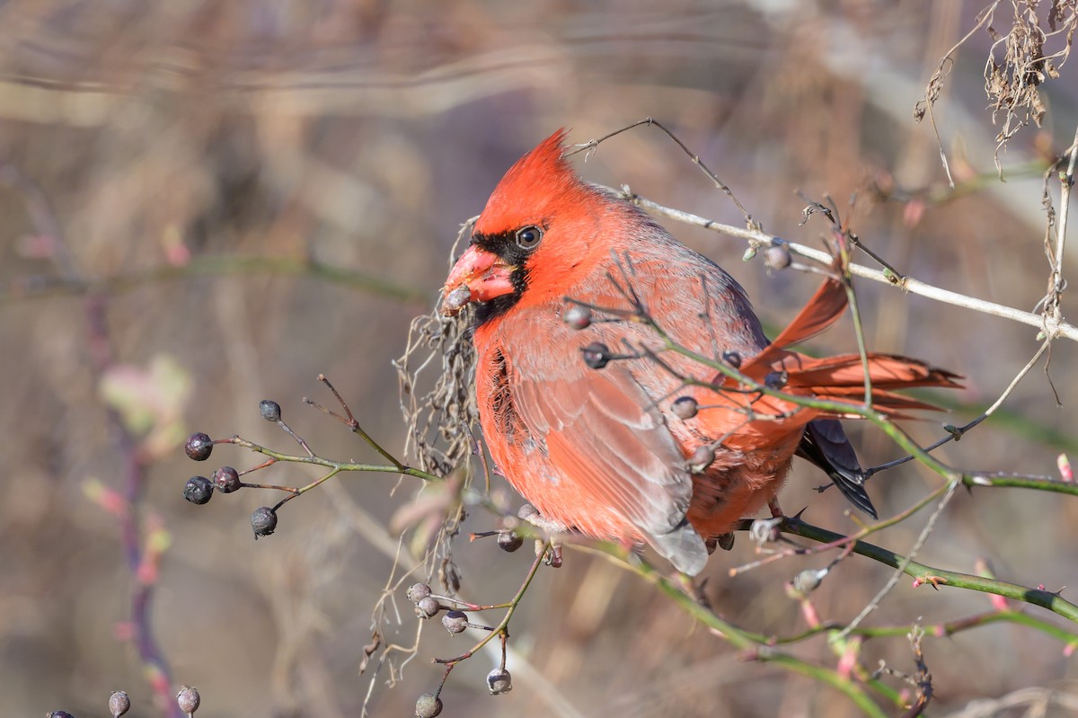 Cardinal rouge - ML620869661