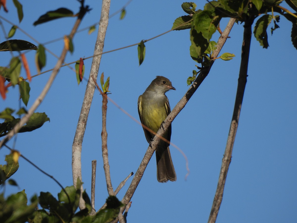 Yellow-bellied Elaenia - ML620869673