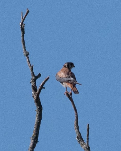 American Kestrel - Susan Lanier