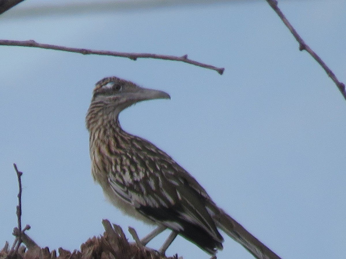 Greater Roadrunner - ML620869686