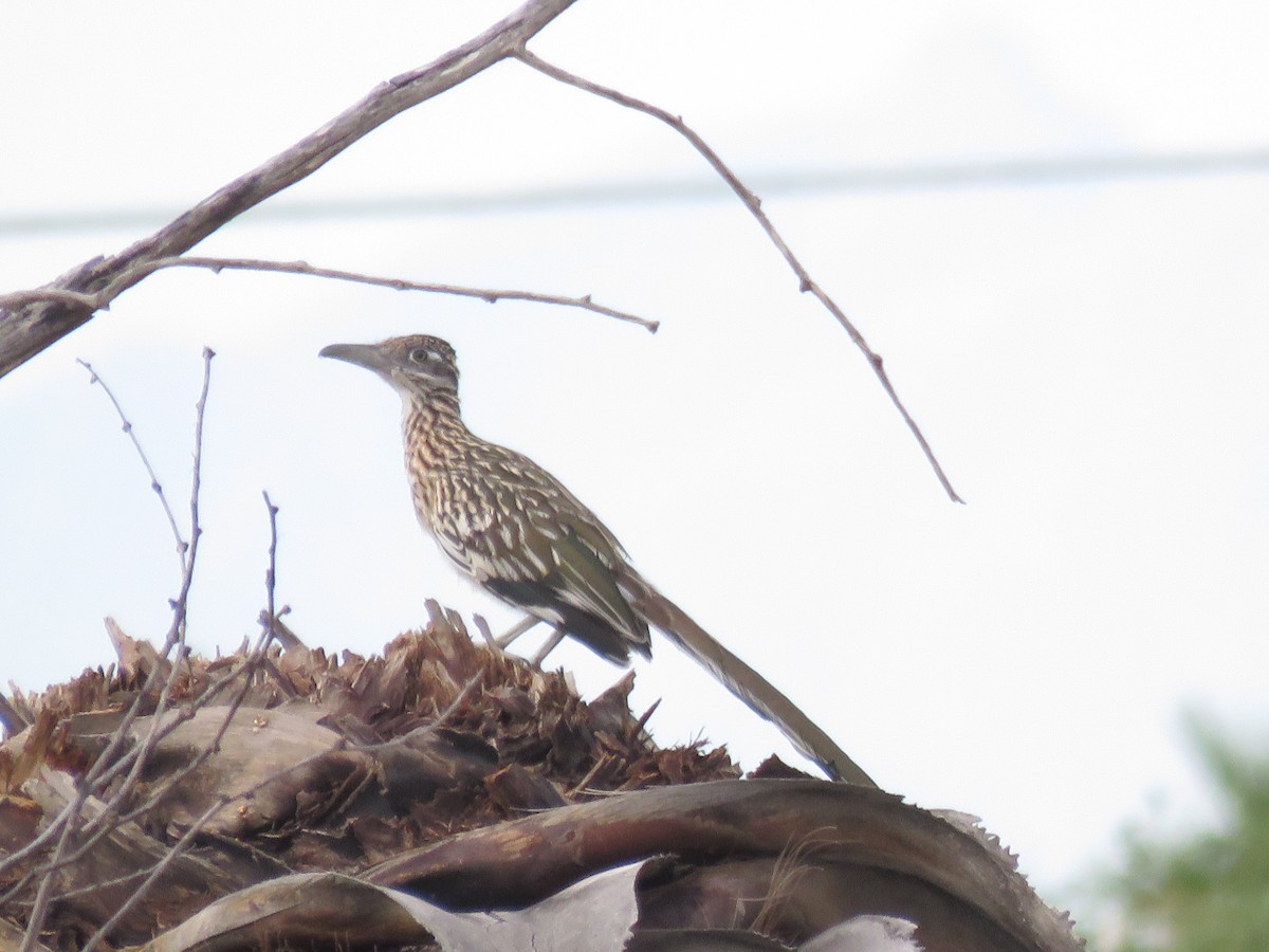 Greater Roadrunner - ML620869687