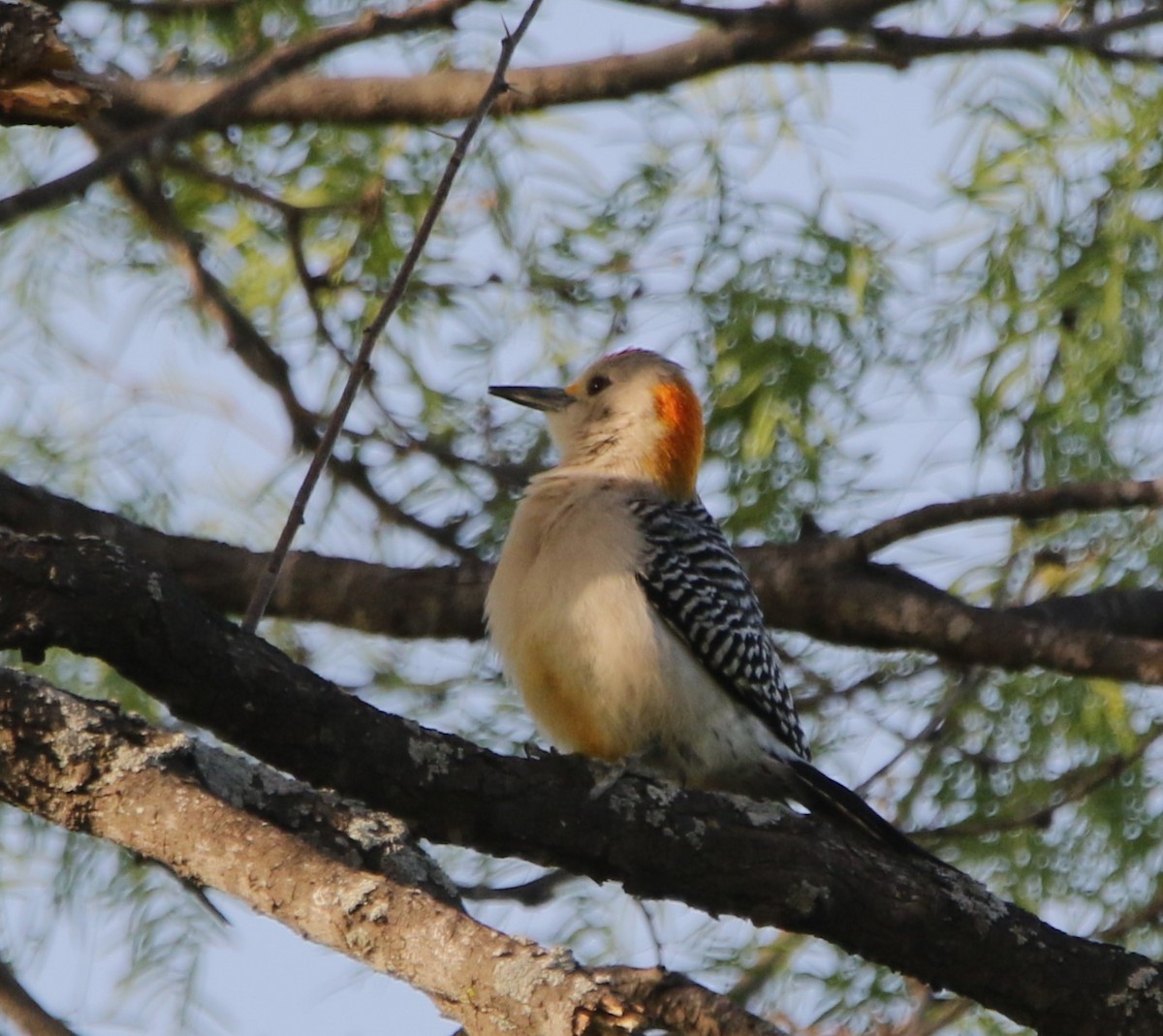 Golden-fronted Woodpecker - ML620869691