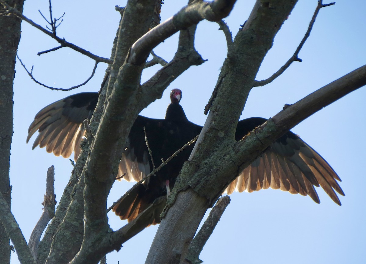 Turkey Vulture - Anita Otal