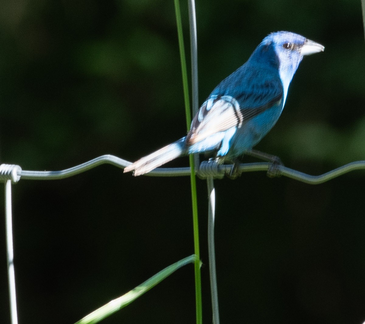 Indigo Bunting - ML620869697