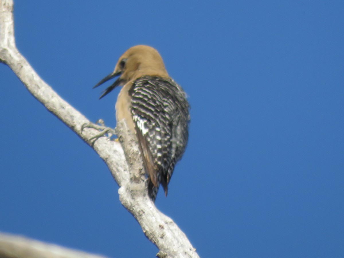 Gila Woodpecker - ML620869702