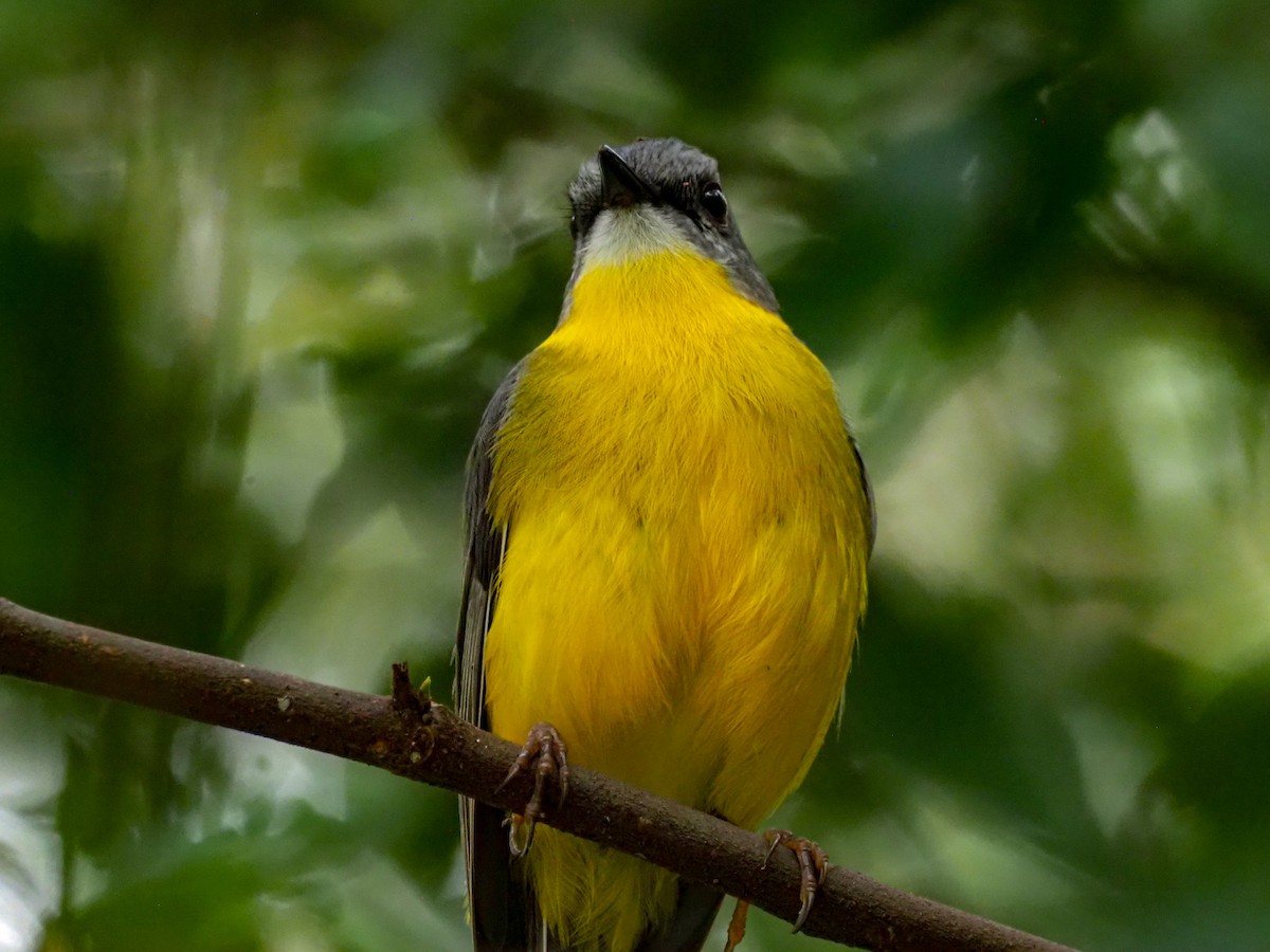 Eastern Yellow Robin - ML620869704