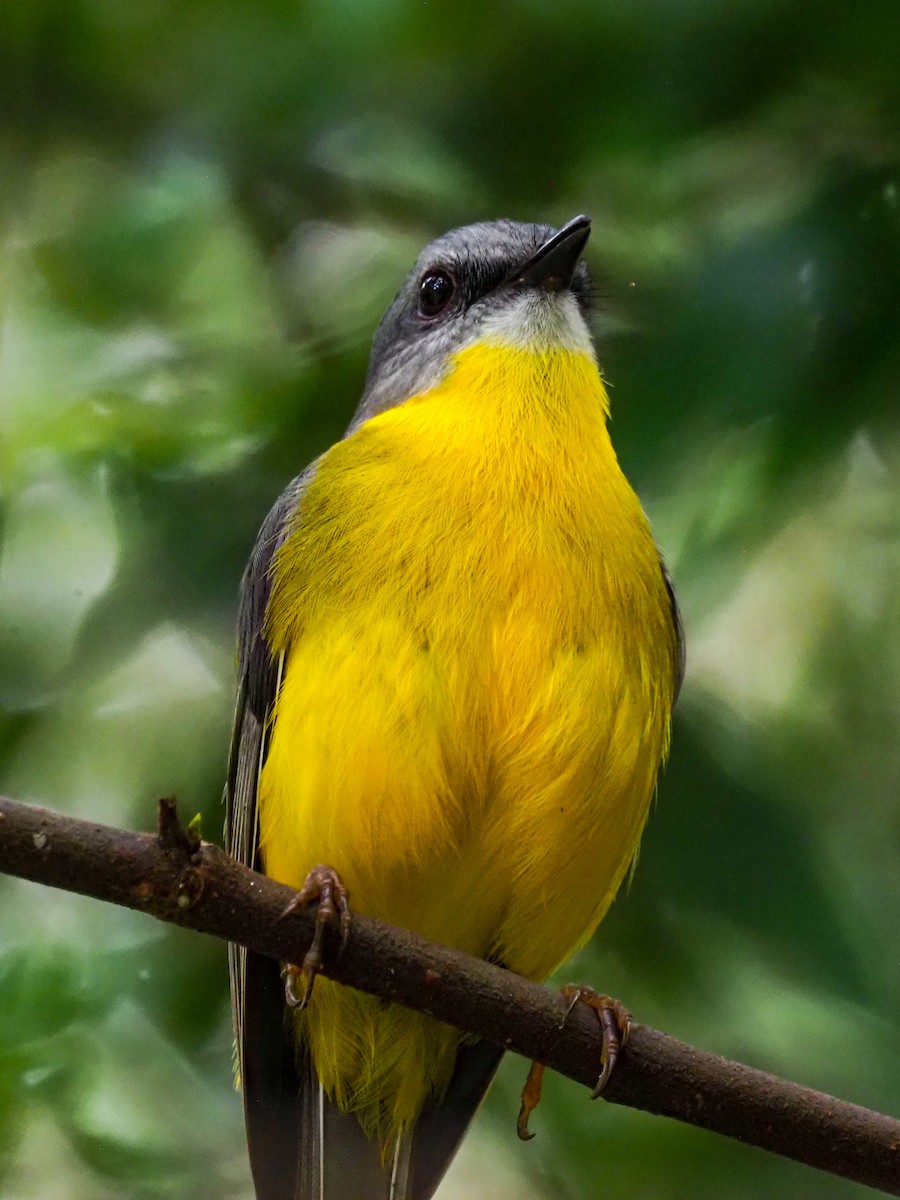 Eastern Yellow Robin - ML620869705