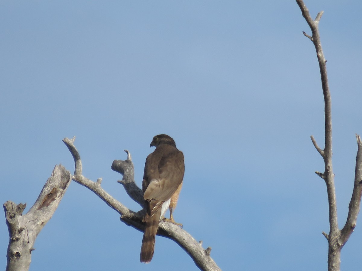 Cooper's Hawk - ML620869710