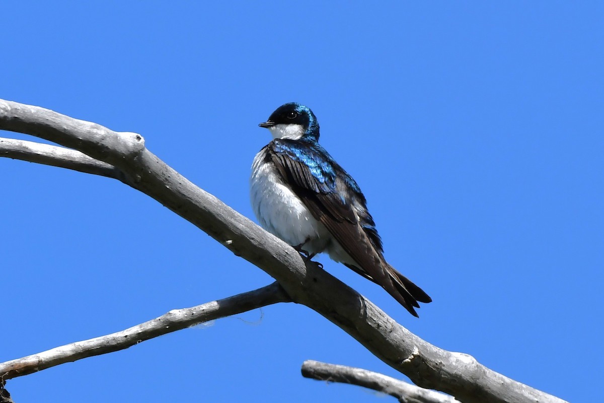 Tree Swallow - Ausilia Piperni