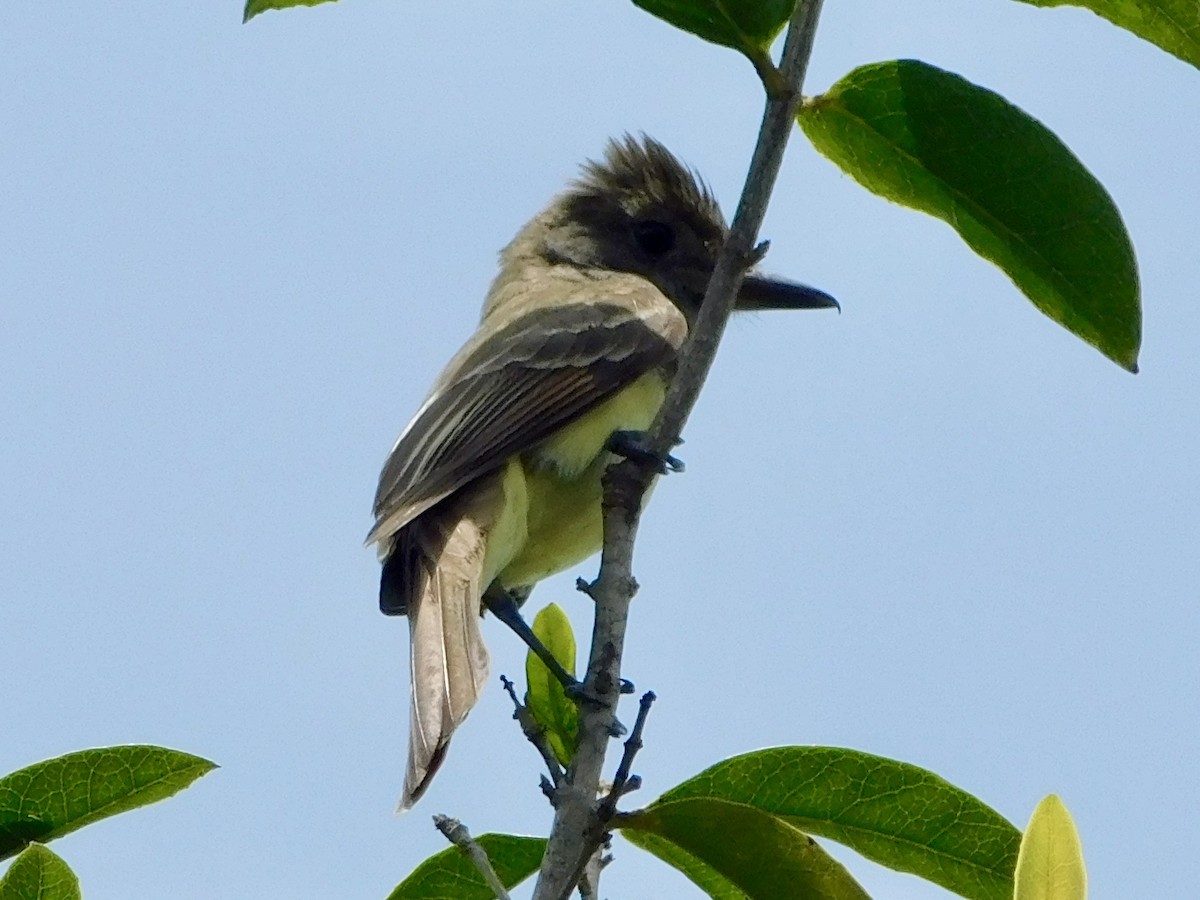 Great Crested Flycatcher - ML620869719