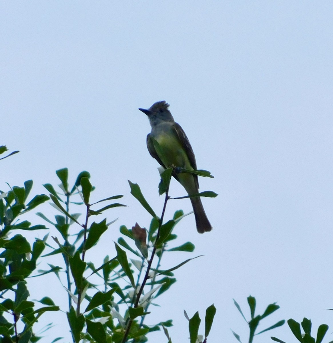 Great Crested Flycatcher - ML620869720