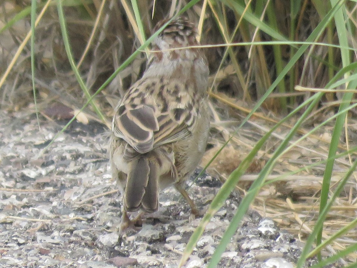 Rufous-winged Sparrow - ML620869723