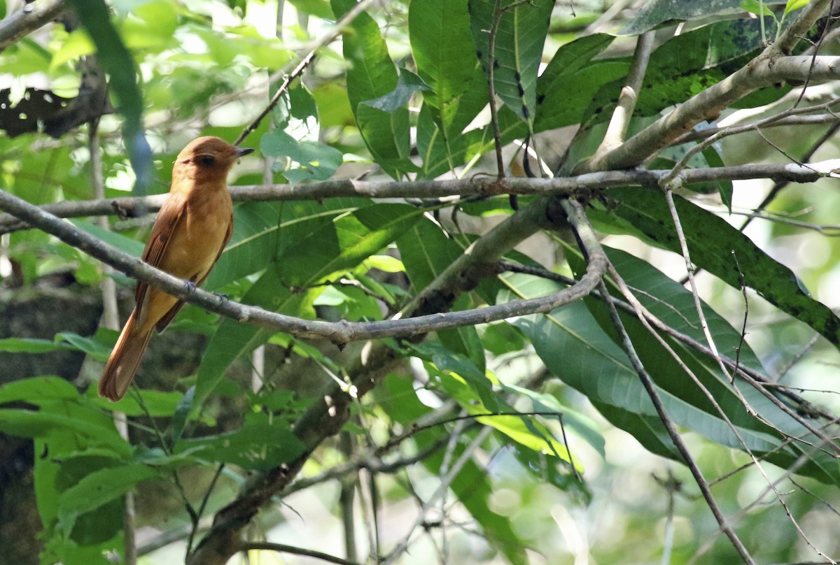 Rufous Mourner - ML620869731