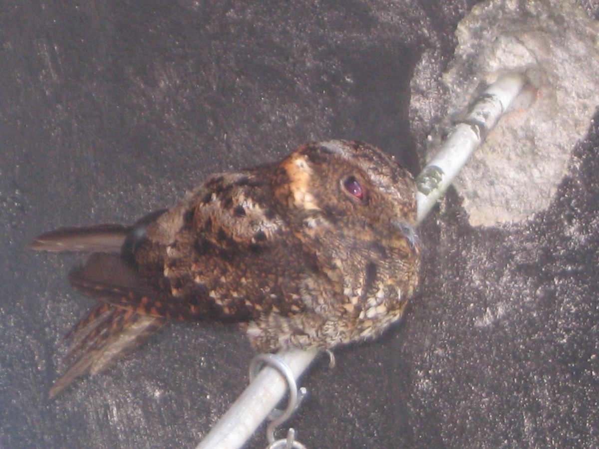 Band-winged Nightjar - ML620869732