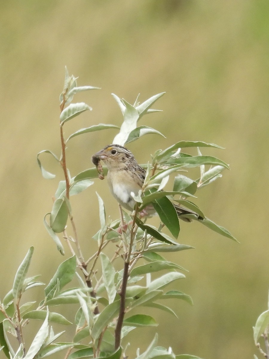 Grasshopper Sparrow - ML620869733