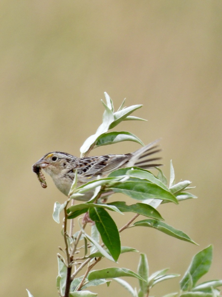 Grasshopper Sparrow - ML620869734