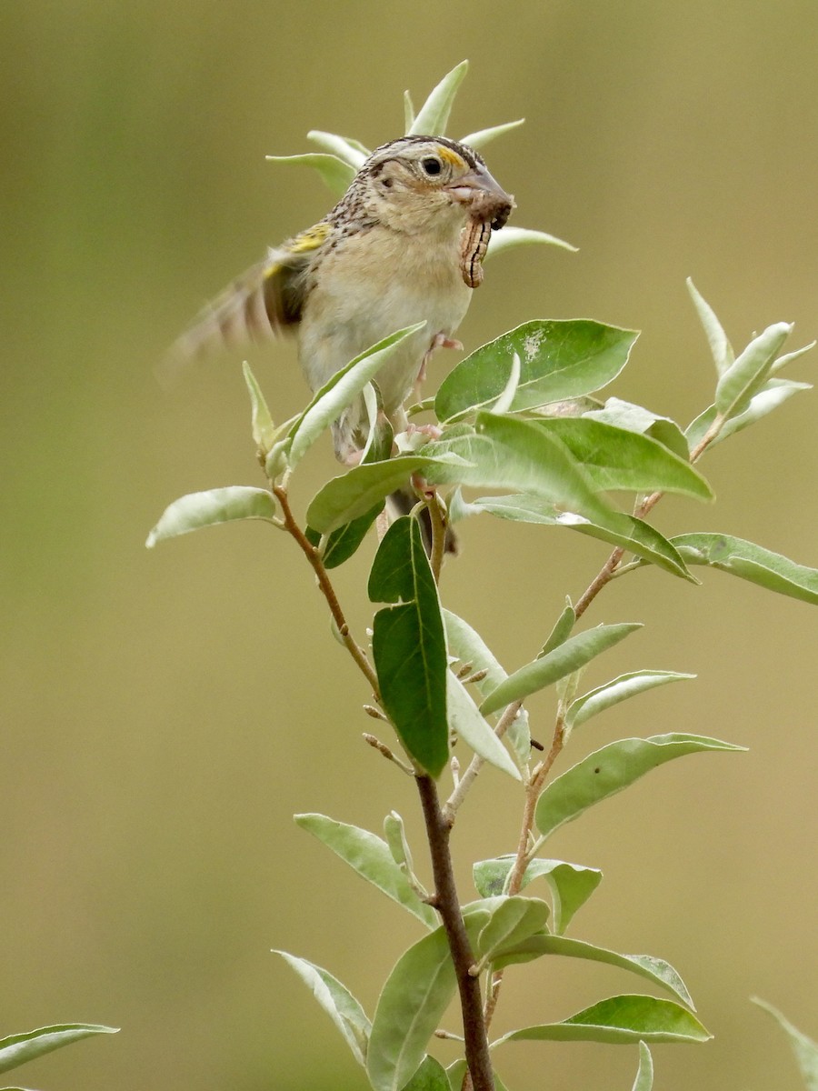 Grasshopper Sparrow - ML620869735