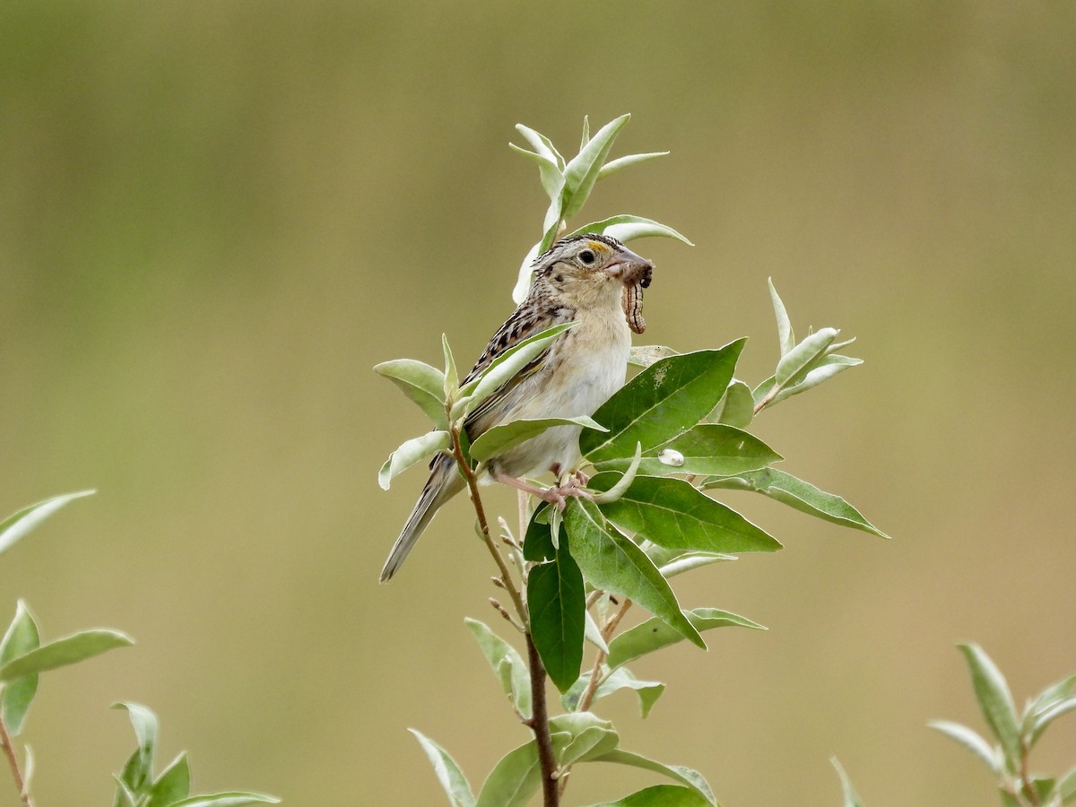 Grasshopper Sparrow - Tracy Mosebey