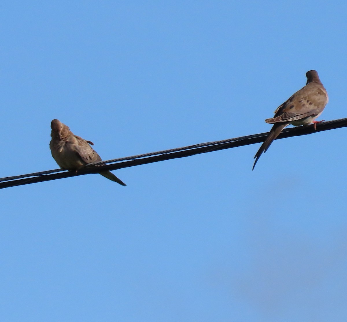 Mourning Dove - ML620869741