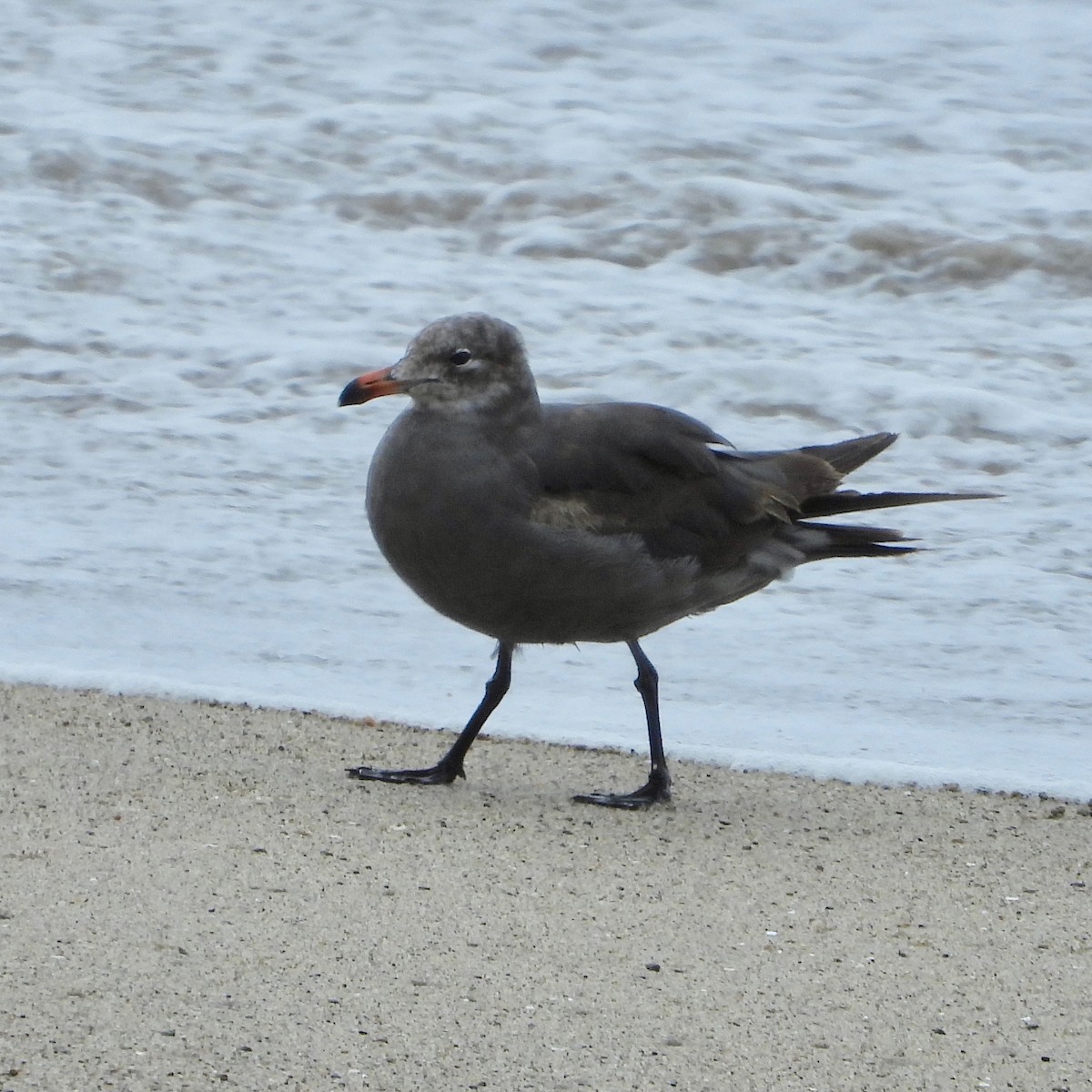 Heermann's Gull - grete pasch