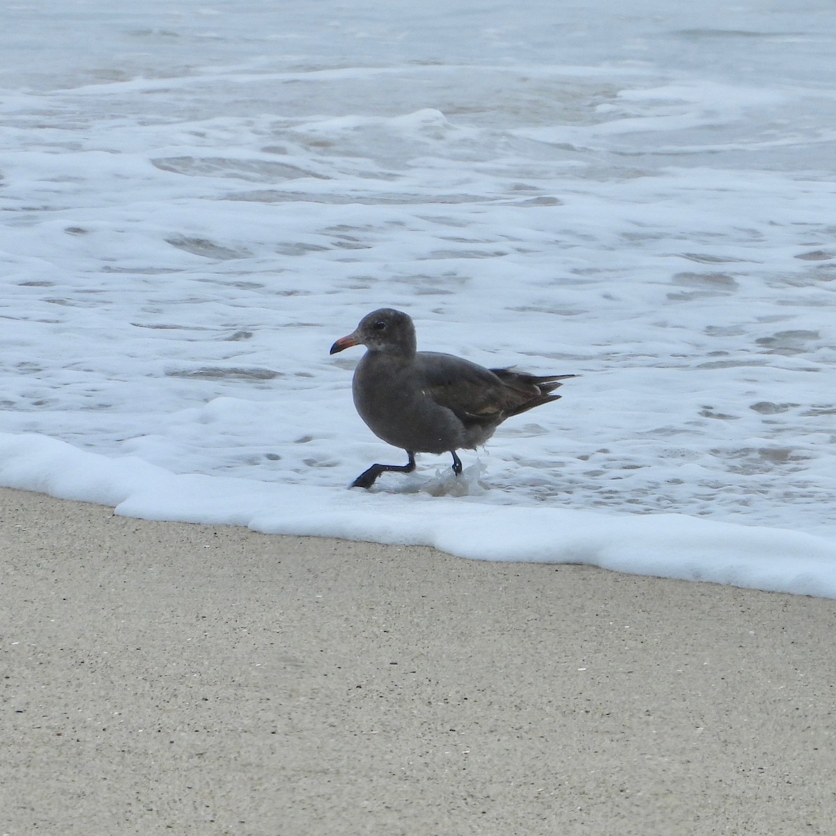 Heermann's Gull - ML620869746