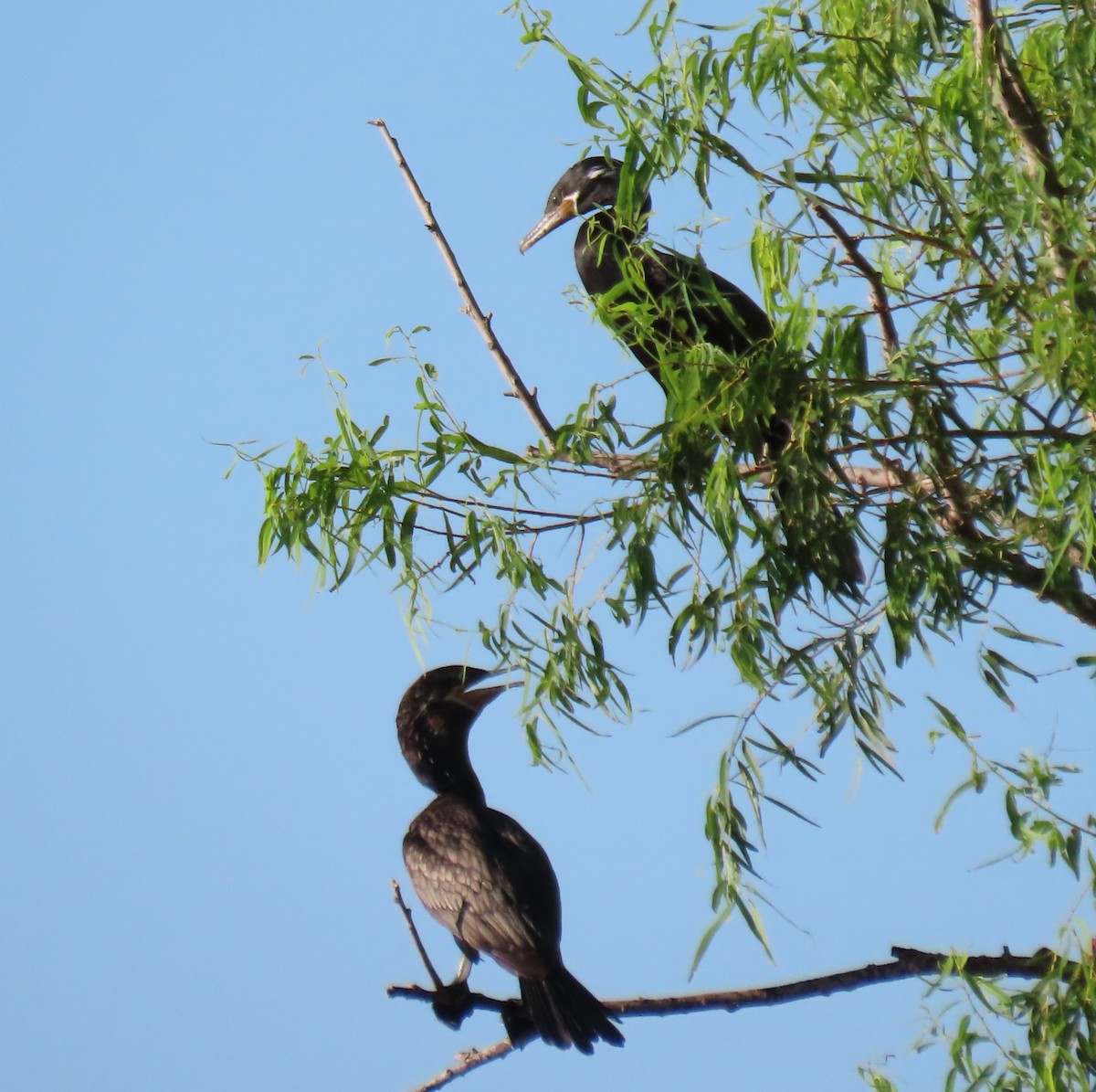 Neotropic Cormorant - ML620869751