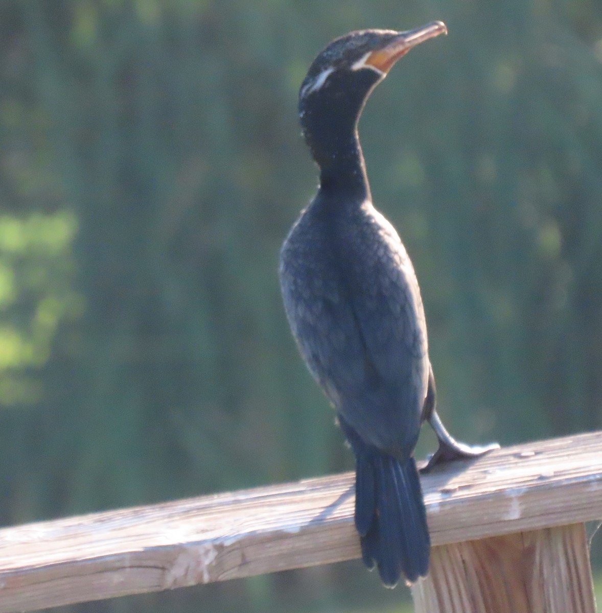 Neotropic Cormorant - ML620869752