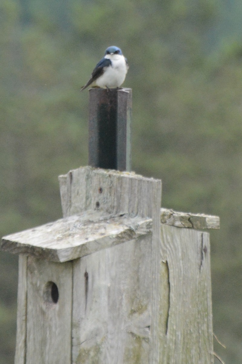 Golondrina Bicolor - ML620869754