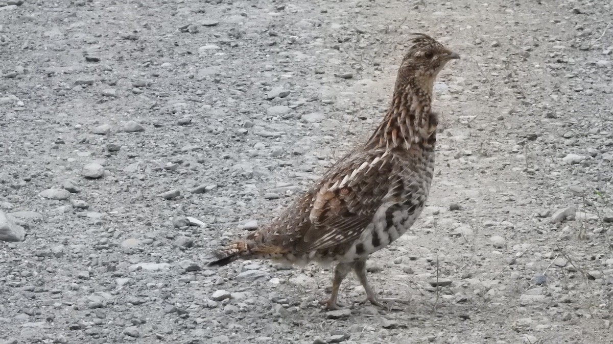 Ruffed Grouse - ML620869756