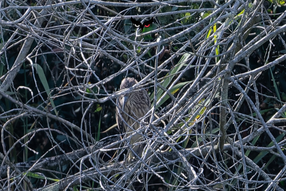 Squacco Heron - ML620869761