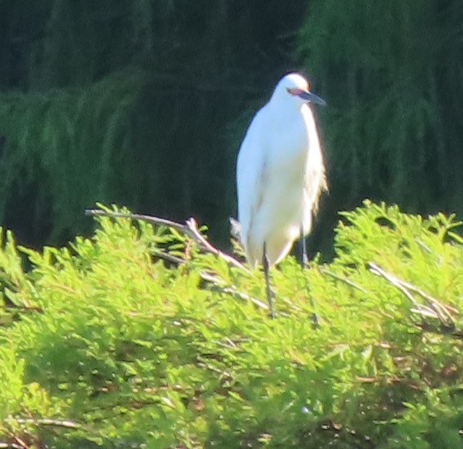 Snowy Egret - ML620869764