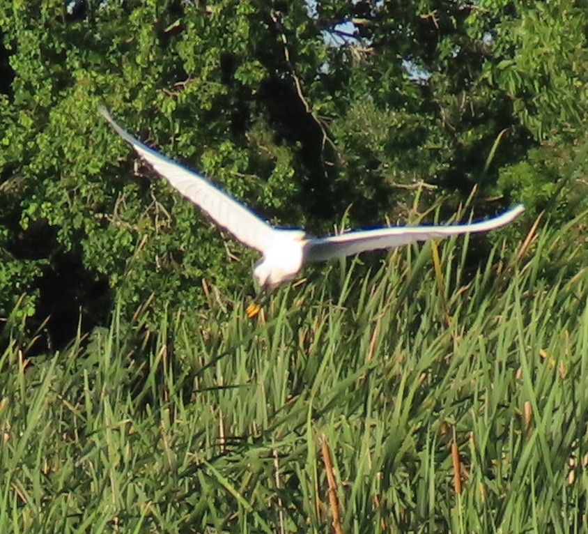 Snowy Egret - ML620869765