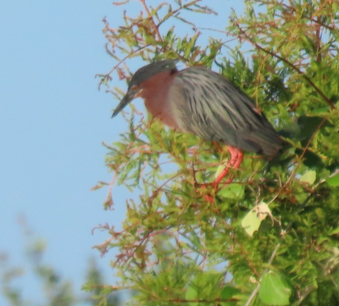 Green Heron - Bill Wright_cc