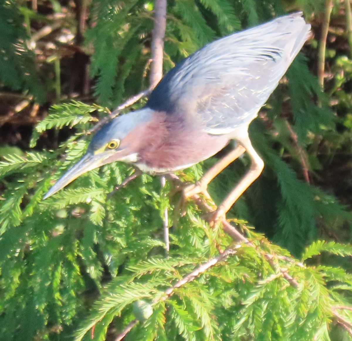 Green Heron - ML620869772