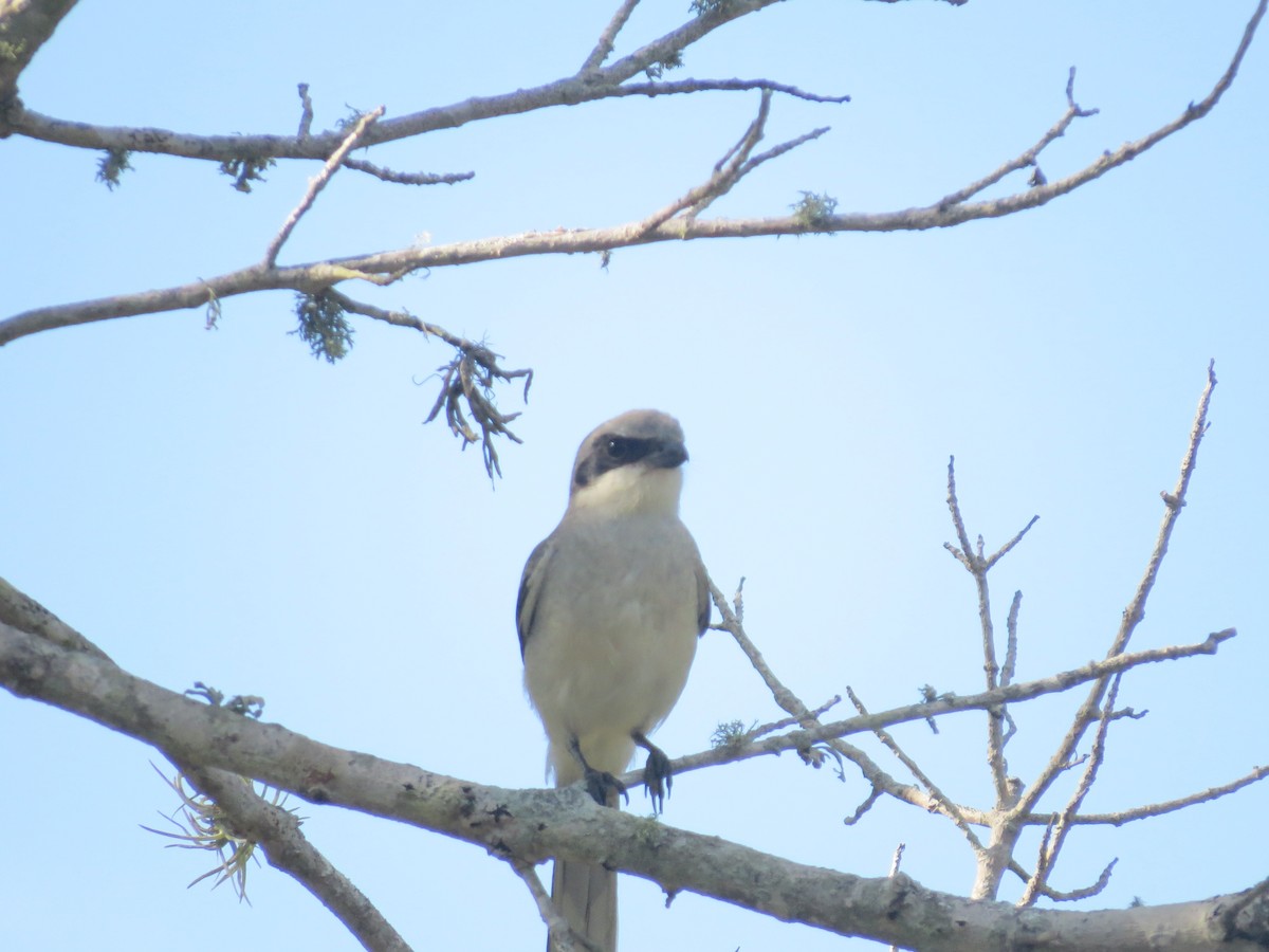 Loggerhead Shrike - ML620869774