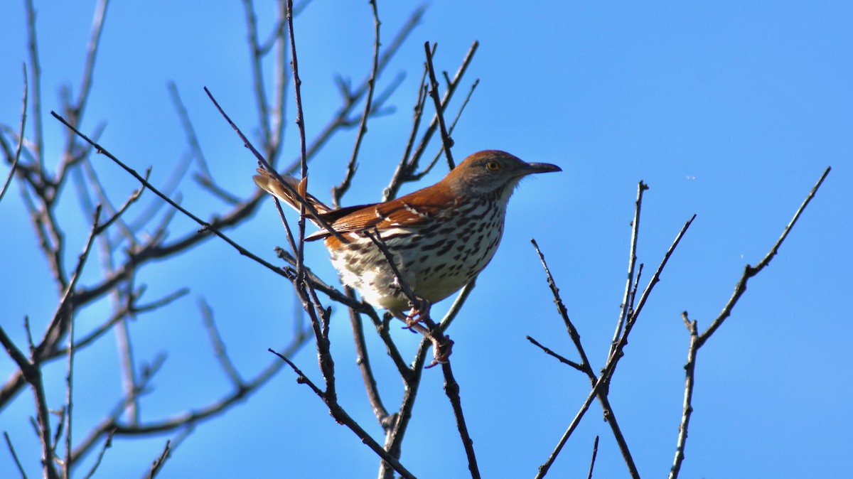 Brown Thrasher - ML620869775