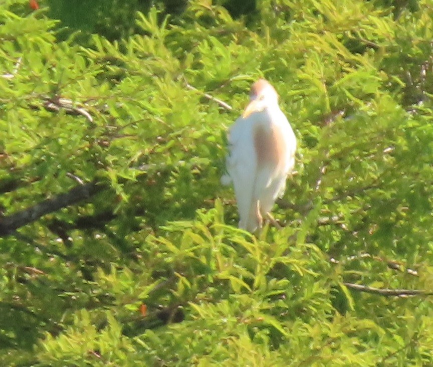 Western Cattle Egret - ML620869777