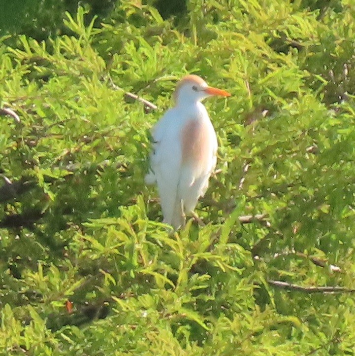 Western Cattle Egret - ML620869778