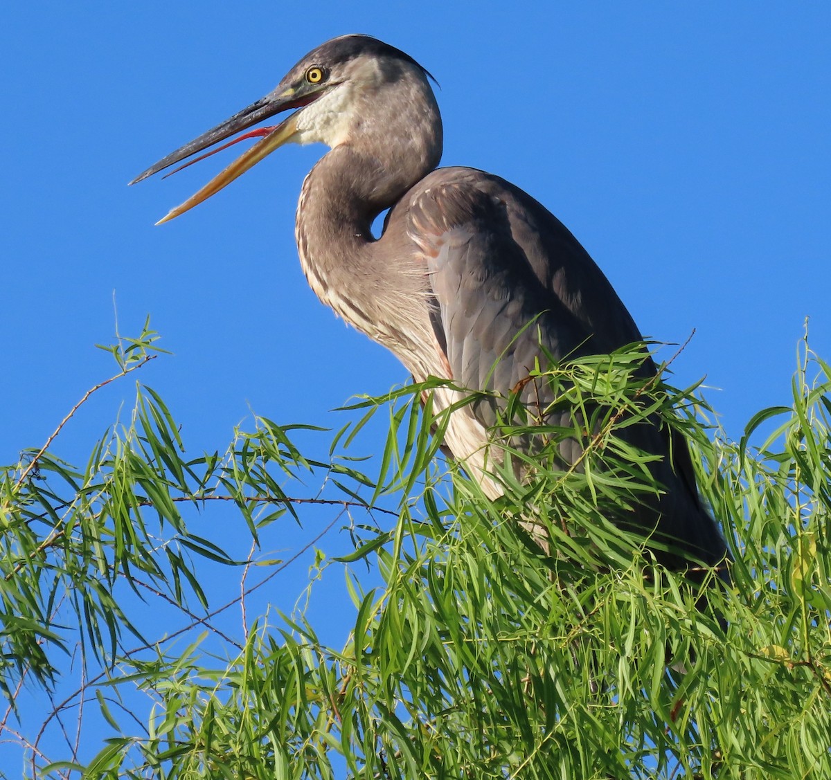 Great Blue Heron - ML620869782