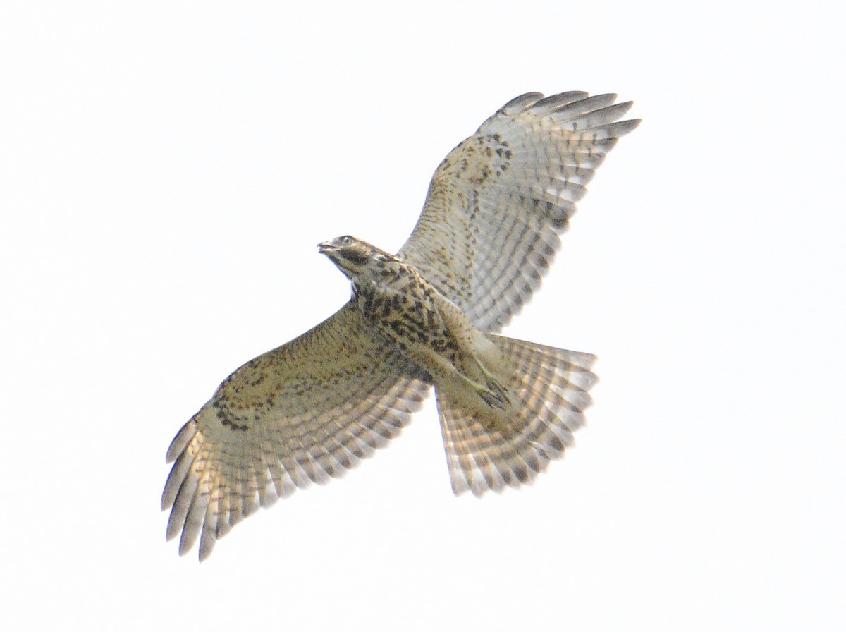 Red-shouldered Hawk - ML620869786