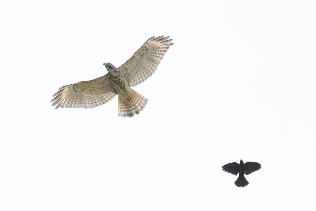 Red-shouldered Hawk - ML620869787