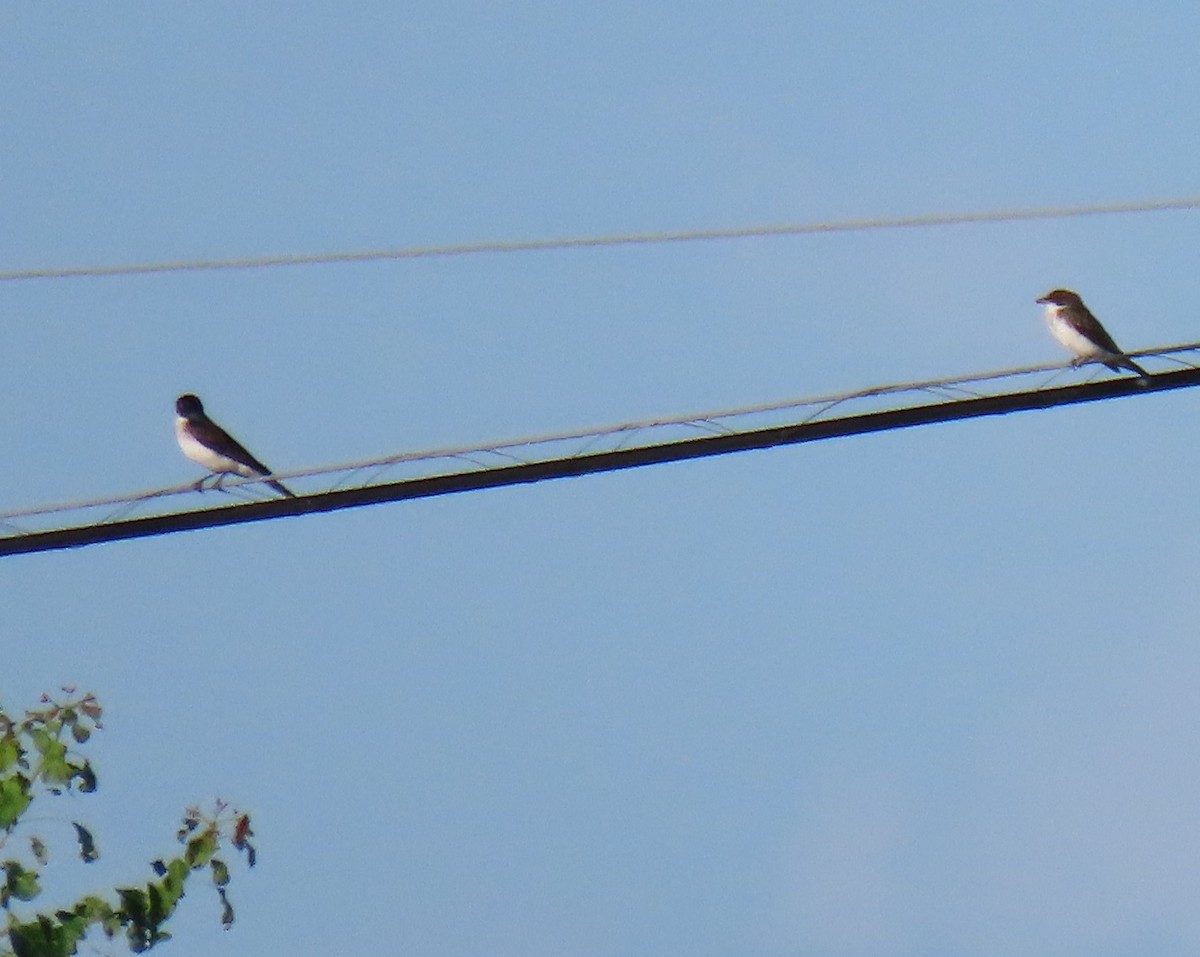 Eastern Kingbird - ML620869807