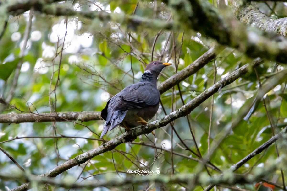 Band-tailed Pigeon - ML620869808